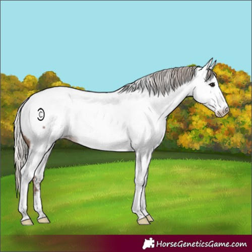Horse Color:Silver Black Tobiano Appaloosa Rabicano 