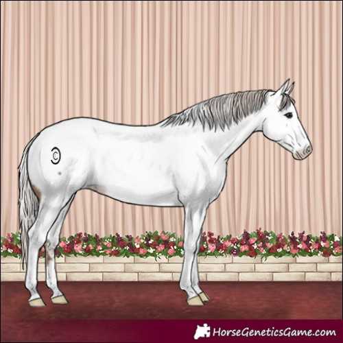 Horse Color:Silver Black Tobiano Appaloosa Rabicano 