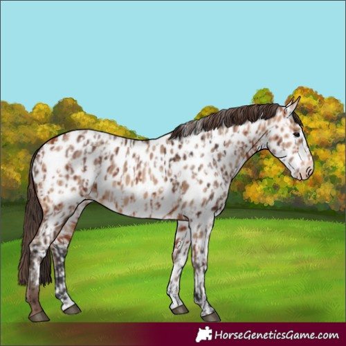 Horse Color:Bay Appaloosa and Amber Champagne Appaloosa