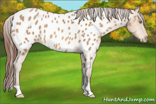 Horse Color:Amber Champagne Appaloosa 