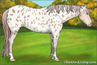 Horse Color:Amber Champagne Appaloosa 