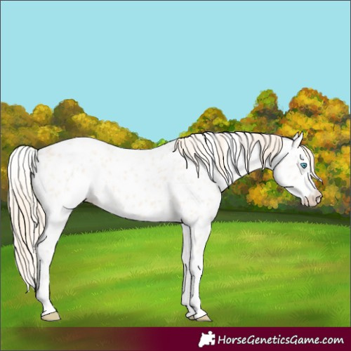 Horse Color:Perlino Appaloosa 