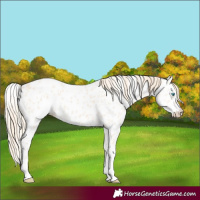 Horse Color:Perlino Appaloosa