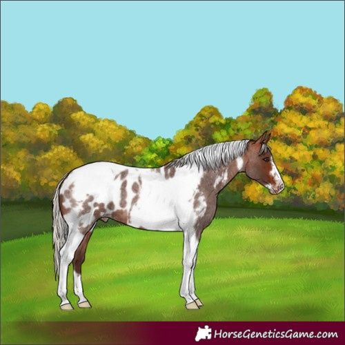 Horse Color:Silver Bay Roan Tobiano Frame Near Leopard 