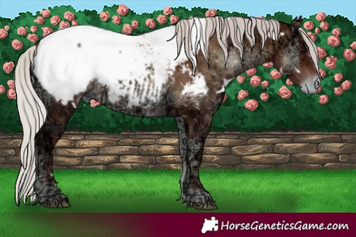 Horse Color:White Spotted Silver Brown Ice Onyx Snowcap 