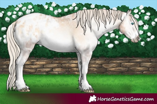 Horse Color:Gray White Spotted Gold Cream Champagne Ice Pearl Onyx Blanket