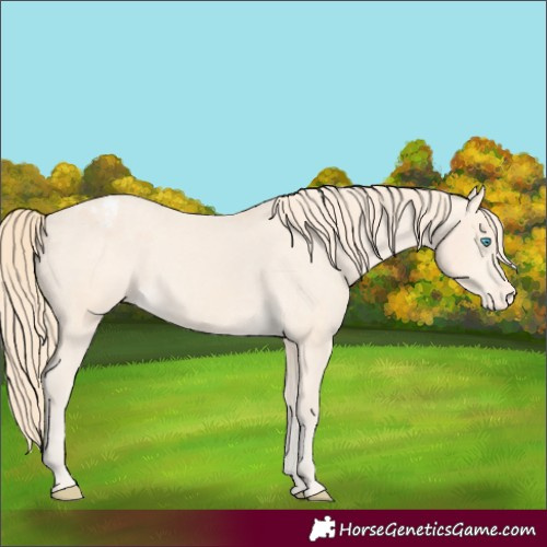 Horse Color:Perlino Appaloosa 