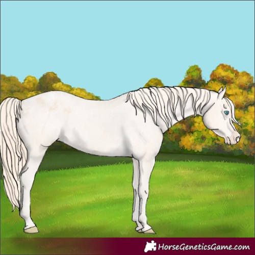 Horse Color:Perlino Appaloosa