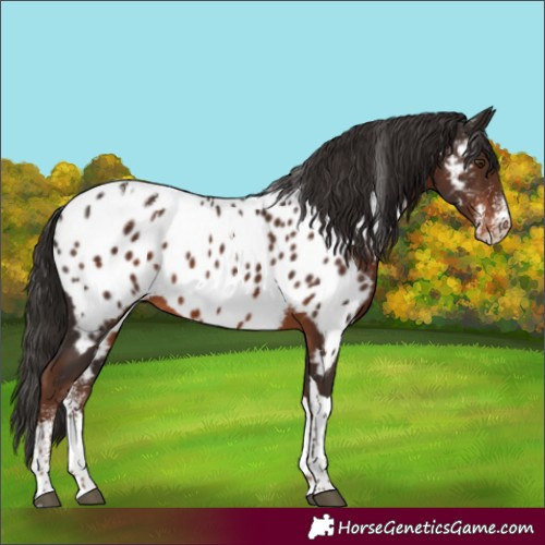 Horse Color:Powder White Liver Chestnut Tobiano Appaloosa