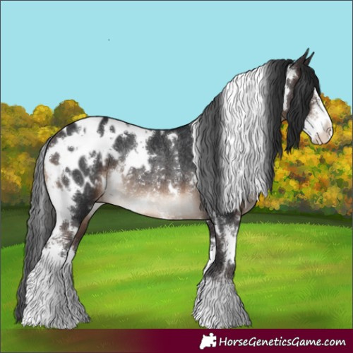 Horse Color:White Spotted Brown Sabino Appaloosa Rabicano 