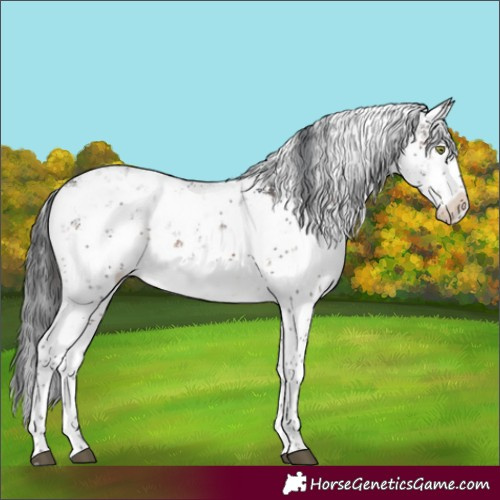 Horse Color:White Spotted Brown Sabino Rabicano 