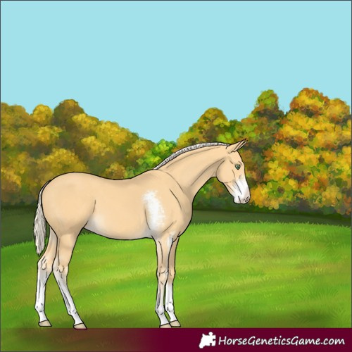 Horse Color:Gold Cream Champagne Sabino Appaloosa 