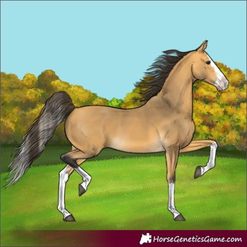 Horse Color:Unknown 