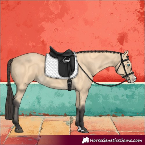 Horse Color:Buckskin Splash 