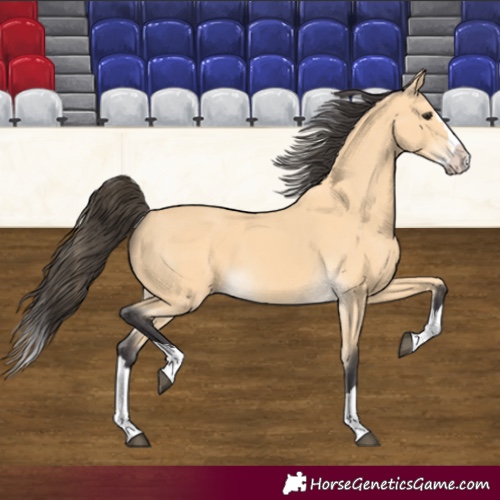 Horse Color:Buckskin Splash 
