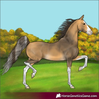Horse Color:Unknown 