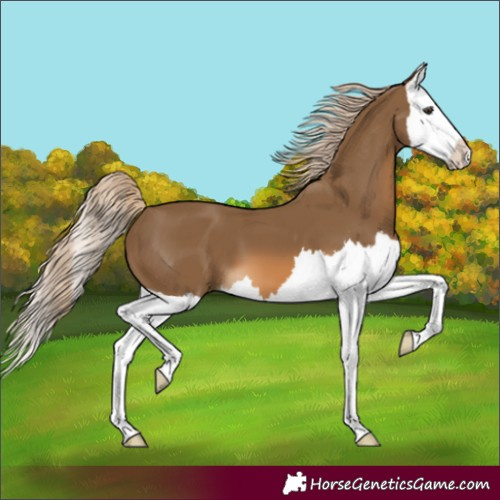 Horse Color:Chocolate Palomino Splash 