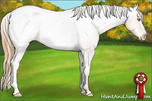 Horse Color:Gold Champagne Snowcap 