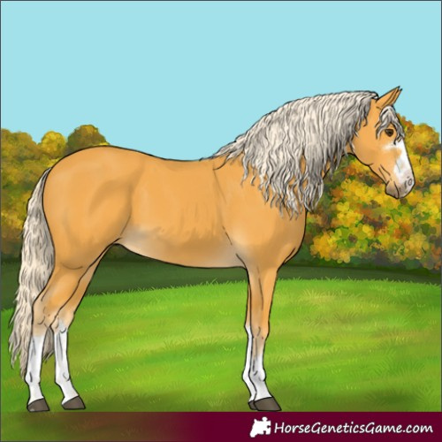 Horse Color:Palomino 