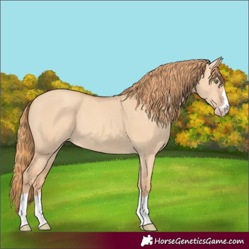 Horse Color:Gold Champagne Dun