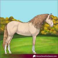 Horse Color:Gold Champagne Dun