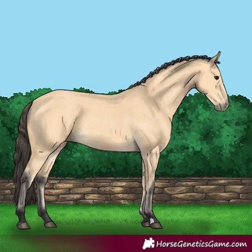 Horse Color:Buckskin 