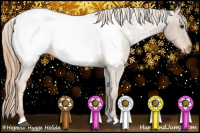 Horse Color:Red Roan Appaloosa 