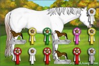 Horse Color:Chestnut Splash Appaloosa 