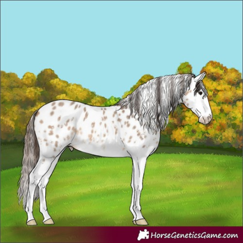 Horse Color:Bay Dun Sabino Splash Appaloosa 