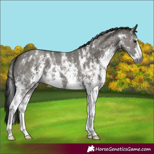 Horse Color:Gray Grullo Sabino