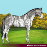 Horse Color:Gray Grullo Sabino 