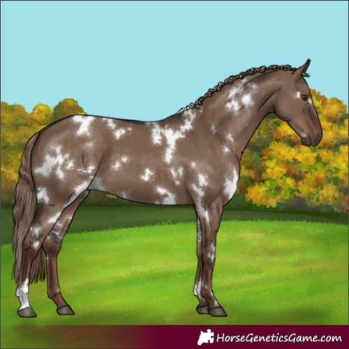 Horse Color:White Spotted Liver Red Dun 