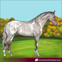 Horse Color:White Spotted Silver Grullo Roan Appaloosa Brindle 
