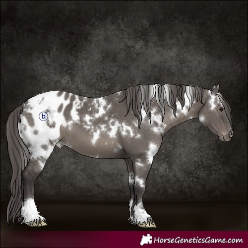 Horse Color:White Spotted Smoky Grullo Appaloosa 