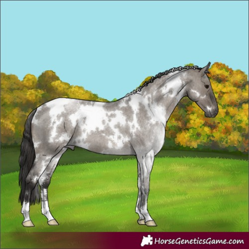 Horse Color:Gray White Spotted Smoky Grullo Roan Appaloosa 