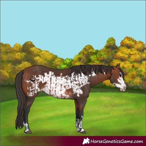 Horse Color:Bay Varnish  and Bay Frame Varnish 