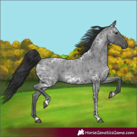 Horse Color:Blue Ice Roan 