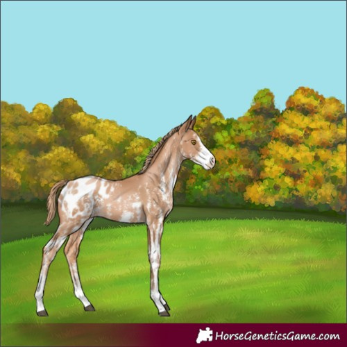 Horse Color:Chestnut Pearl Sabino Appaloosa Rabicano 
