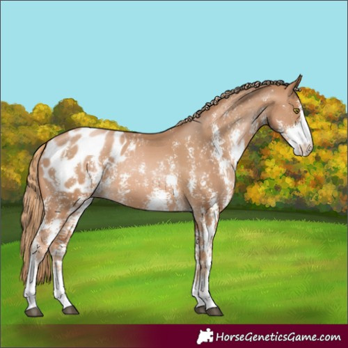 Horse Color:Chestnut Pearl Sabino Appaloosa Rabicano 