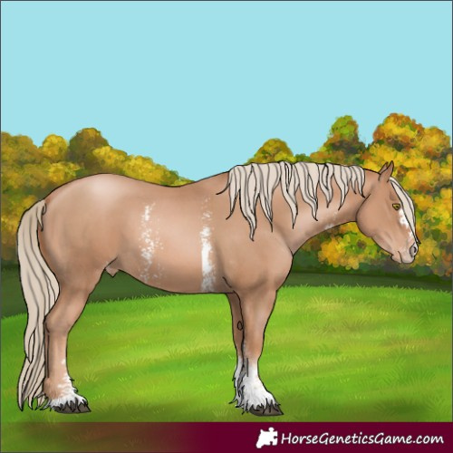 Horse Color:Chestnut Pearl Sabino Appaloosa