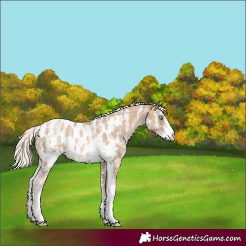 Horse Color:Chocolate Palomino Pearl Sabino Appaloosa Rabicano 