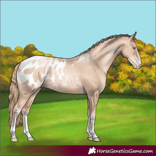 Horse Color:Gold Champagne Pearl Sabino Appaloosa Rabicano 