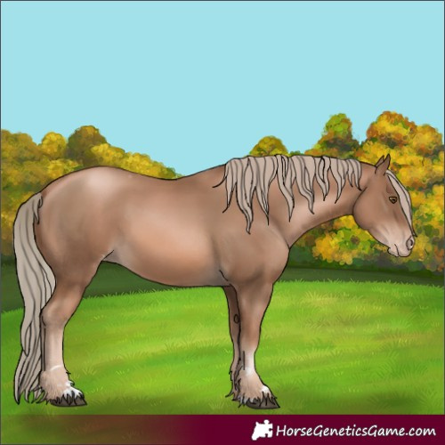 Horse Color:Liver Chestnut Pearl Appaloosa