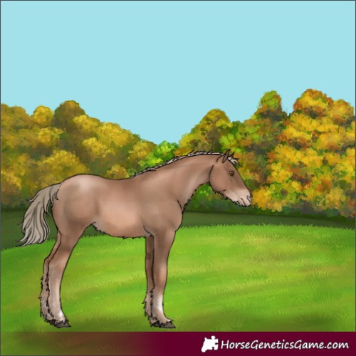 Horse Color:Liver Chestnut Pearl Appaloosa