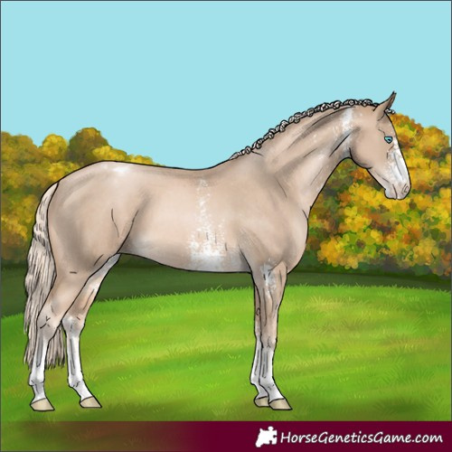 Horse Color:Chocolate Palomino Pearl Sabino Appaloosa