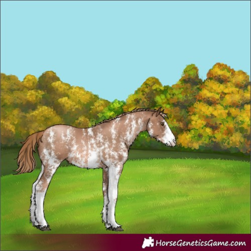 Horse Color:Liver Chestnut Pearl Sabino Appaloosa Rabicano 