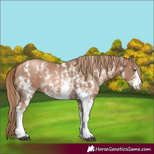 Horse Color:Liver Chestnut Pearl Sabino Appaloosa Rabicano 