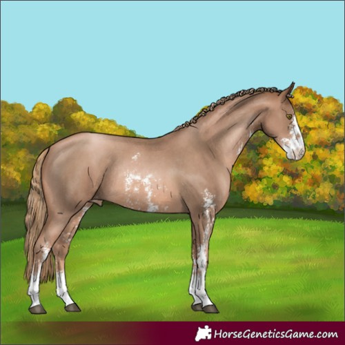Horse Color:Liver Chestnut Pearl Sabino Appaloosa Rabicano 
