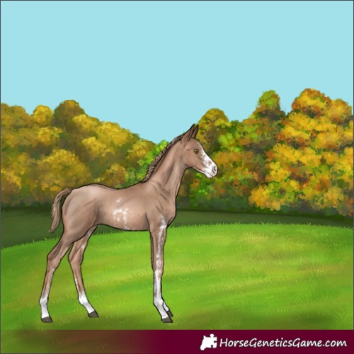 Horse Color:Liver Chestnut Pearl Sabino Appaloosa Rabicano 