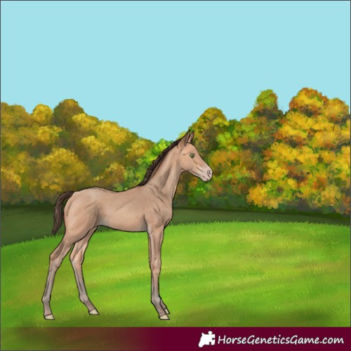 Horse Color:Amber Champagne Rabicano 